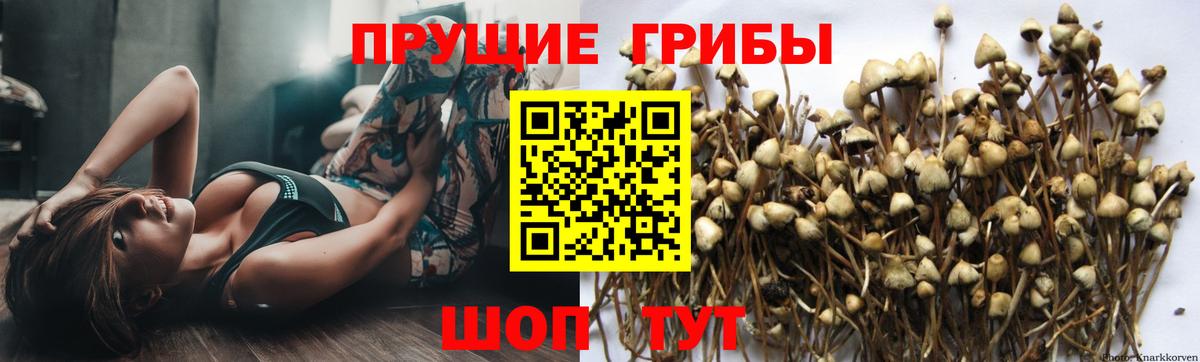 Галлюциногенные грибы GOLDEN TEACHER  Вход с VPN  Родники 